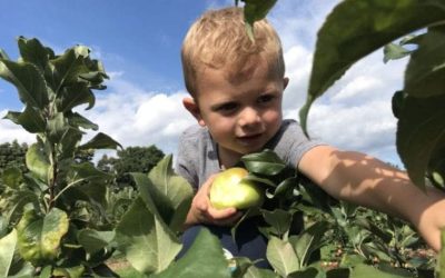 Local Apple Picking Guide North of Boston