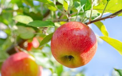 Everything Apple in the Andovers!